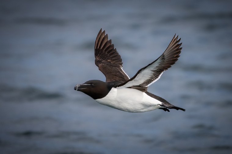 007 Farne eilanden, alk.jpg